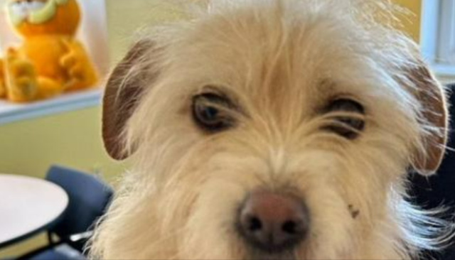 Stati Uniti, cane ritrovato a 3.770 km dalla sua casa in California