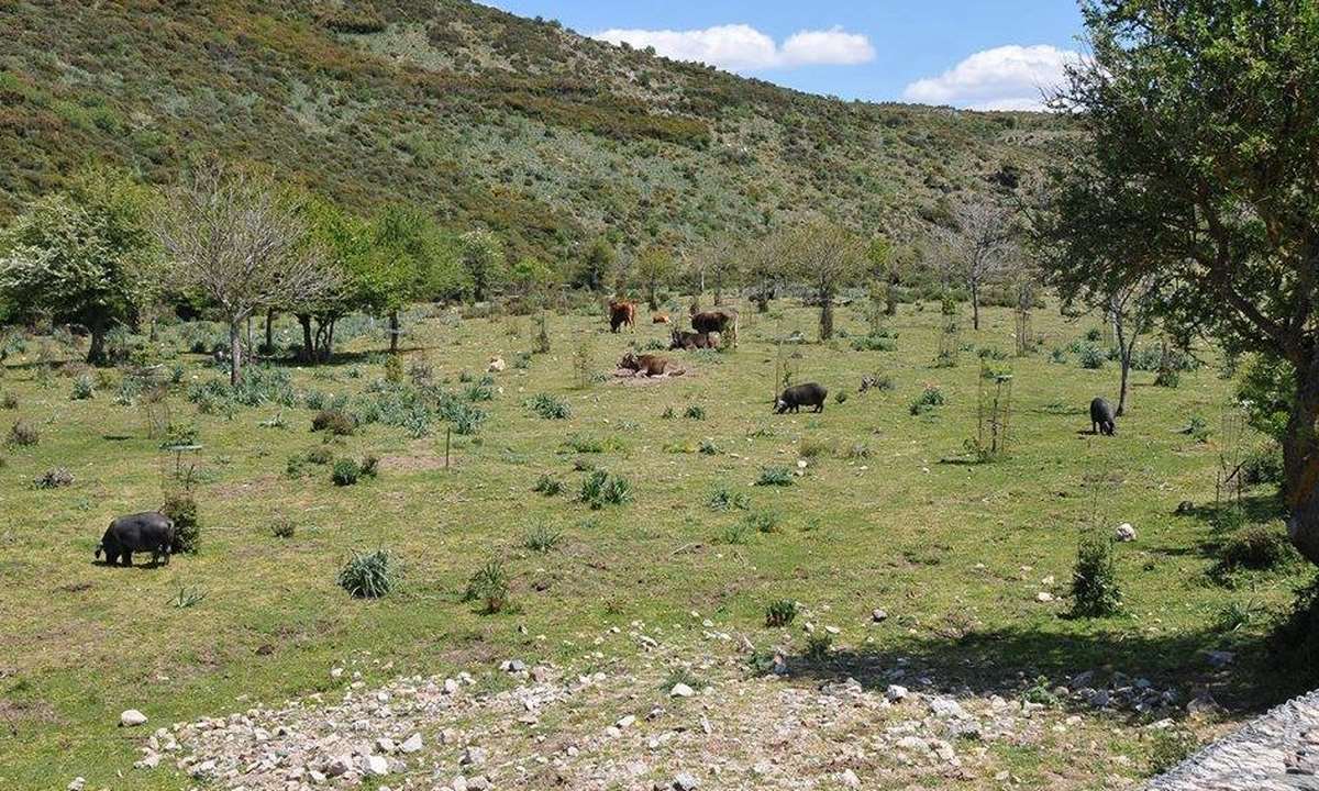 Maiali Sardegna Brado Pascolo