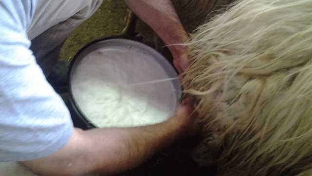 Mungitura Pecora Latte