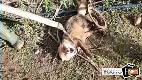 Volpe Uccisa Denuncia