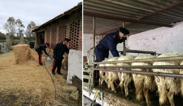 Ovile Carabinieri San Giovanni Suergiu