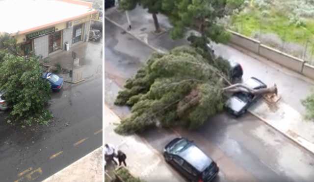 Alberi Abbattuti Libeccio