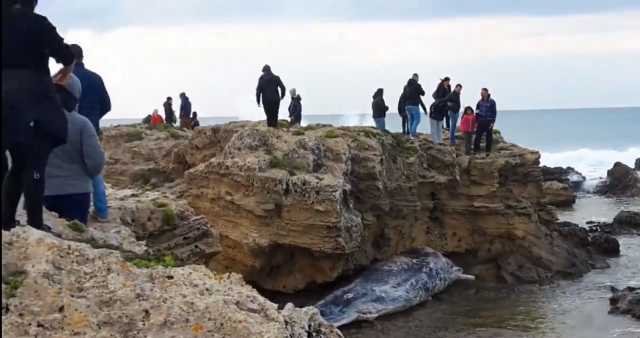 Balena Spiaggiata Foto