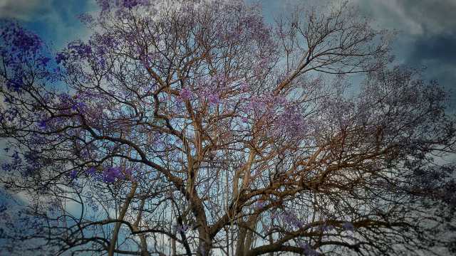 Jacaranda