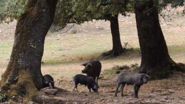 Peste Suina Porco Nero