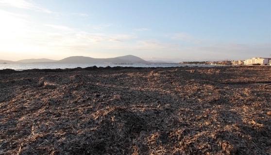 Posidonia Alghero