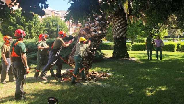 Punteruolo Rosso Oristano Palme 1