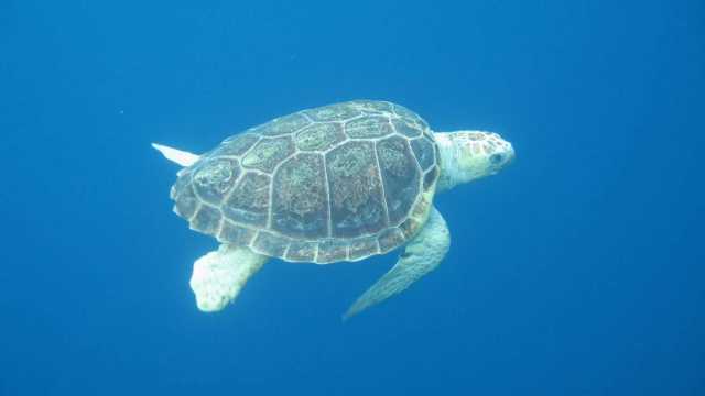 Caretta Caretta Pula 