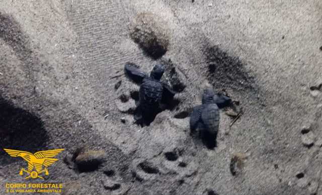 Caretta
