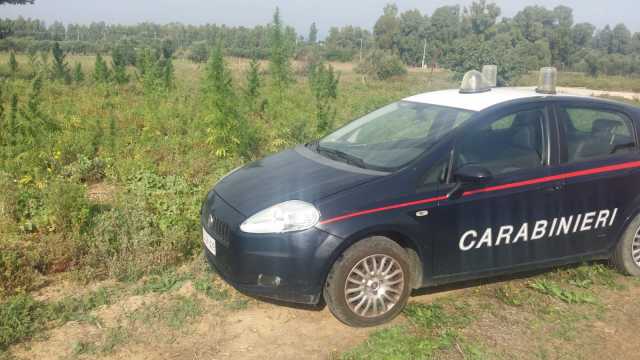 Carabinieri Assemini Marijuana