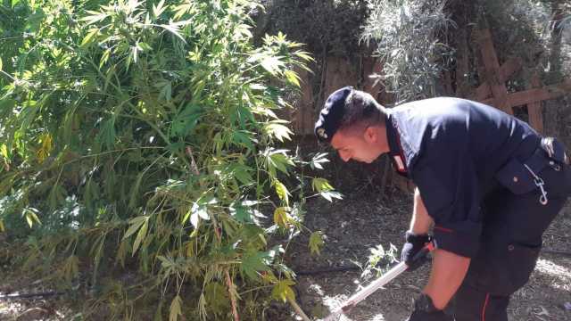 Carabinieri Marijuana G Uspini