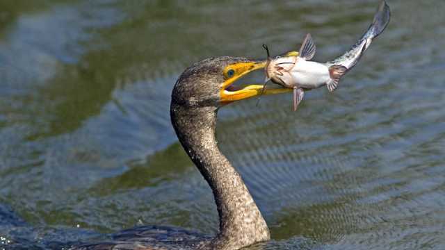 Cormorano