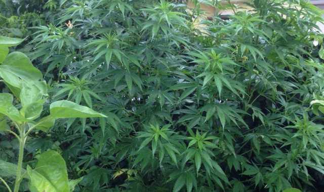 Marijuana Coltivazione
