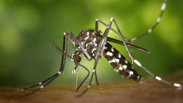 Zanzara Febbre Del Nilo West Nile Virus