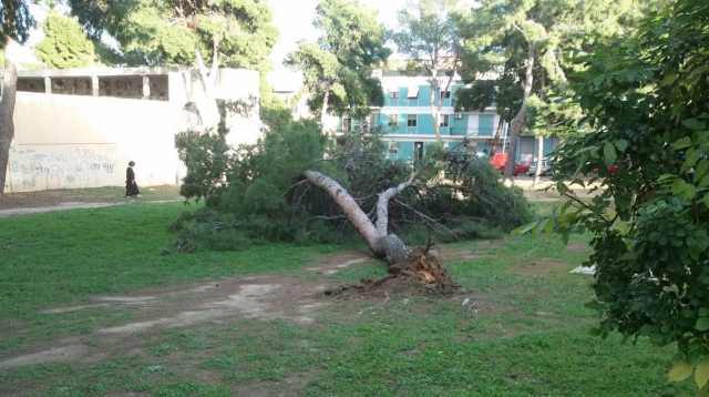 Albero Caduto Pirri