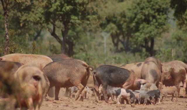 Psa Sardegna