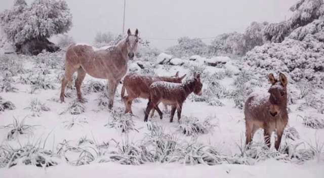 Gennargentu Neve