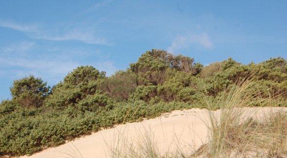Dune Chia