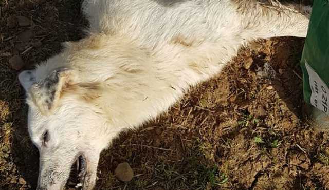 Cane Avvelenato Tagliato