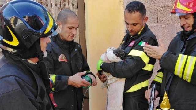 Gattino Vigili Del Fuoco