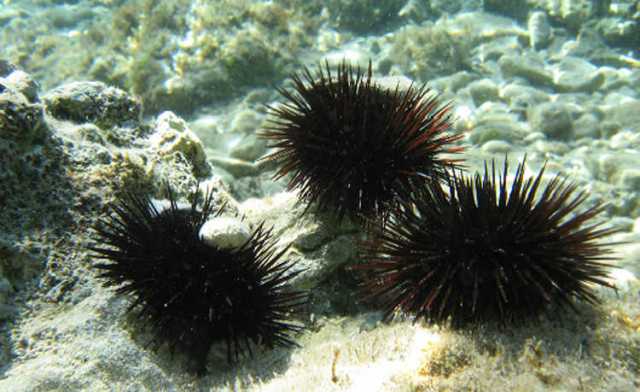 Ricci Mare