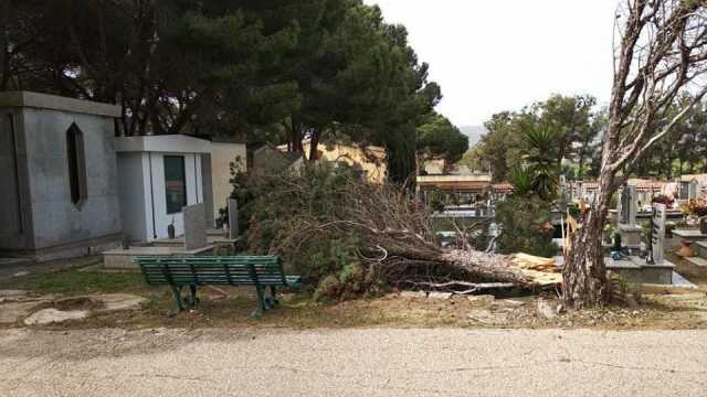 Albero Crollato 1