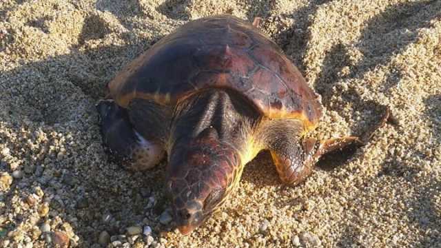 Caretta Caretta