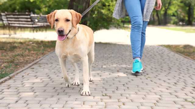 A Spasso Con Il Cane