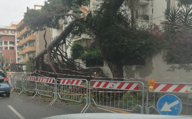 Albero Viale Poetto