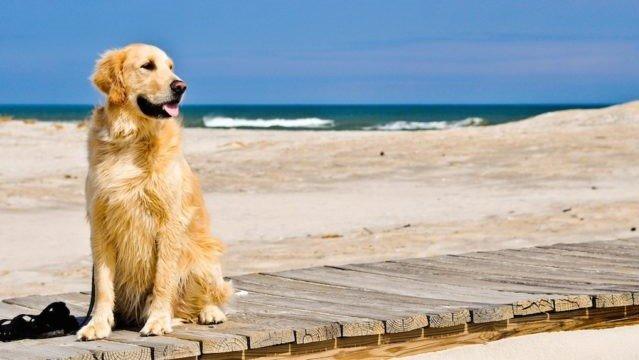 Cani In Spiaggia