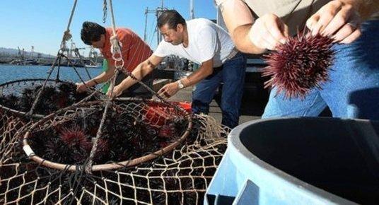LA PESCA DEI RICCI DI MARE FRA ISCHIA E PROCIDA E1561386072386