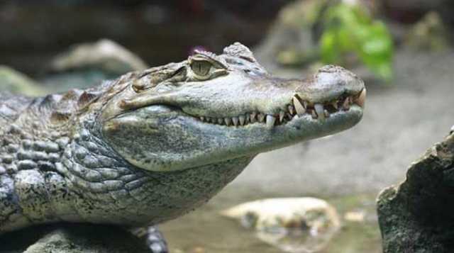 Caimano