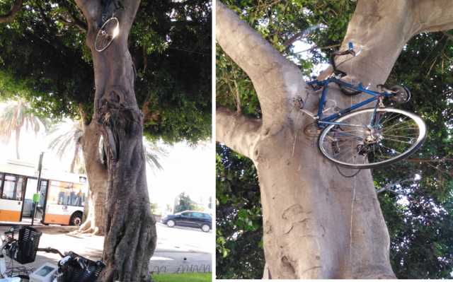 Bici Sopra Albero Piazza Matteotti