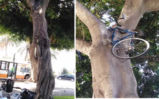 Youtg Net Cagliari Vandali In Piazza Matteotti Spunta Una Bici Tra I Rami Di Un Albero