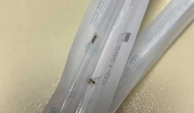Insetti Cannula