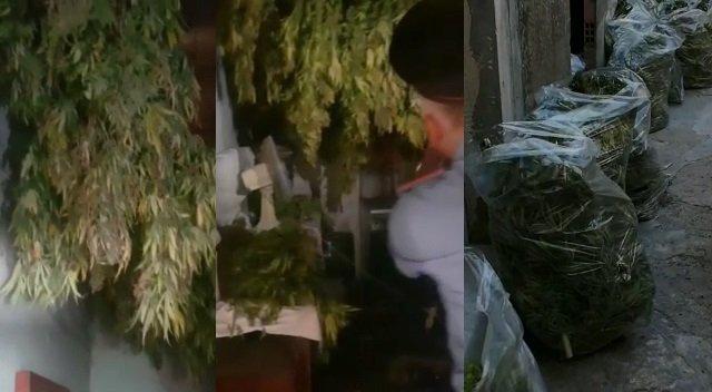 Carabinieri Marijuana Settimo 021019