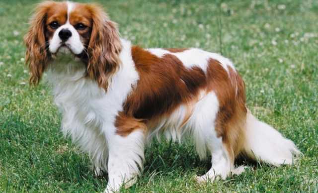 Cavalier King