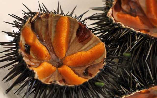 Ricci Di Mare 