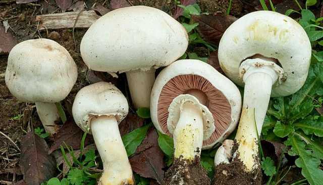 Agaricus Xanthodermus