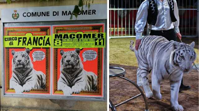 Macomer Circo Tigre Bianca