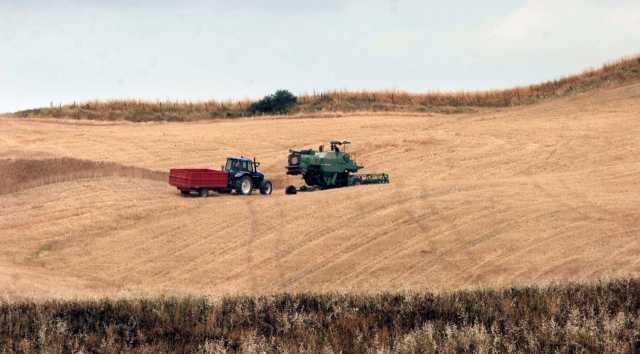 Grano Campo Imagoeconomica