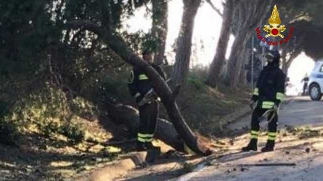 Vigili Del Fuoco Elmas Albero Caduto