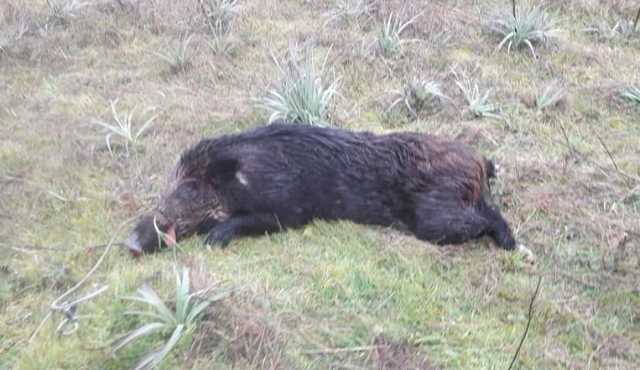 Cinghiale Abbattuto