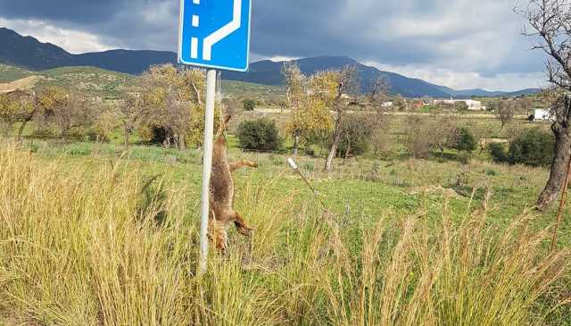 VOLPE APPESA Tagliata