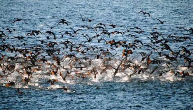 CORMORANI CABRAS