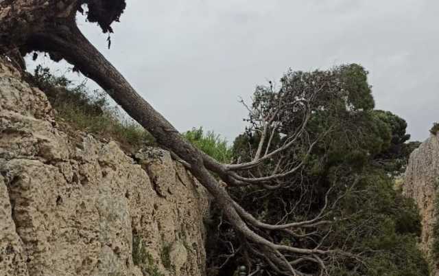 Albero Giardini Pubblici Tagliata