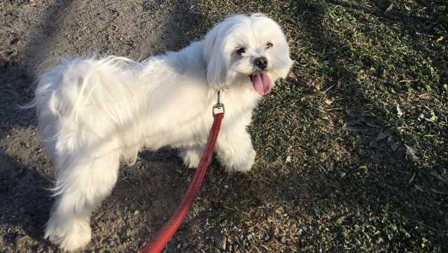 Cane A Cagliari