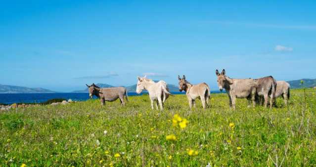 Asinara Parco Escursioni