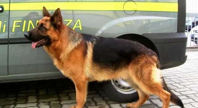 Cane Antidroga Guardia Di Finanza Gdf