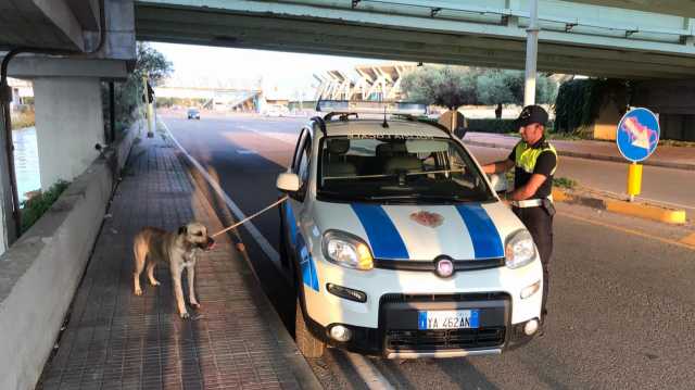 CANE INVESTITO PONTE